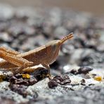 Auch die Hüpfer-Babys sind wieder da (Chorthippus cf. vagans)* ! - Sa stratégie est de sauter!