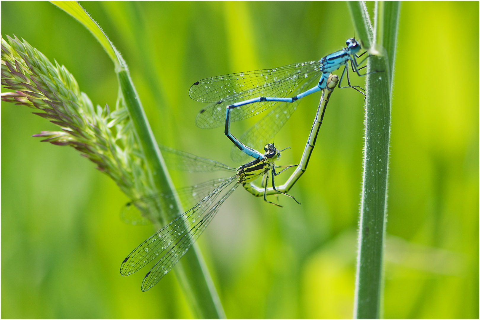 Auch die Hufeisen-Azurjungfer (Coenagrion puella) . . .