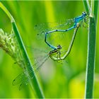 Auch die Hufeisen-Azurjungfer (Coenagrion puella) . . .