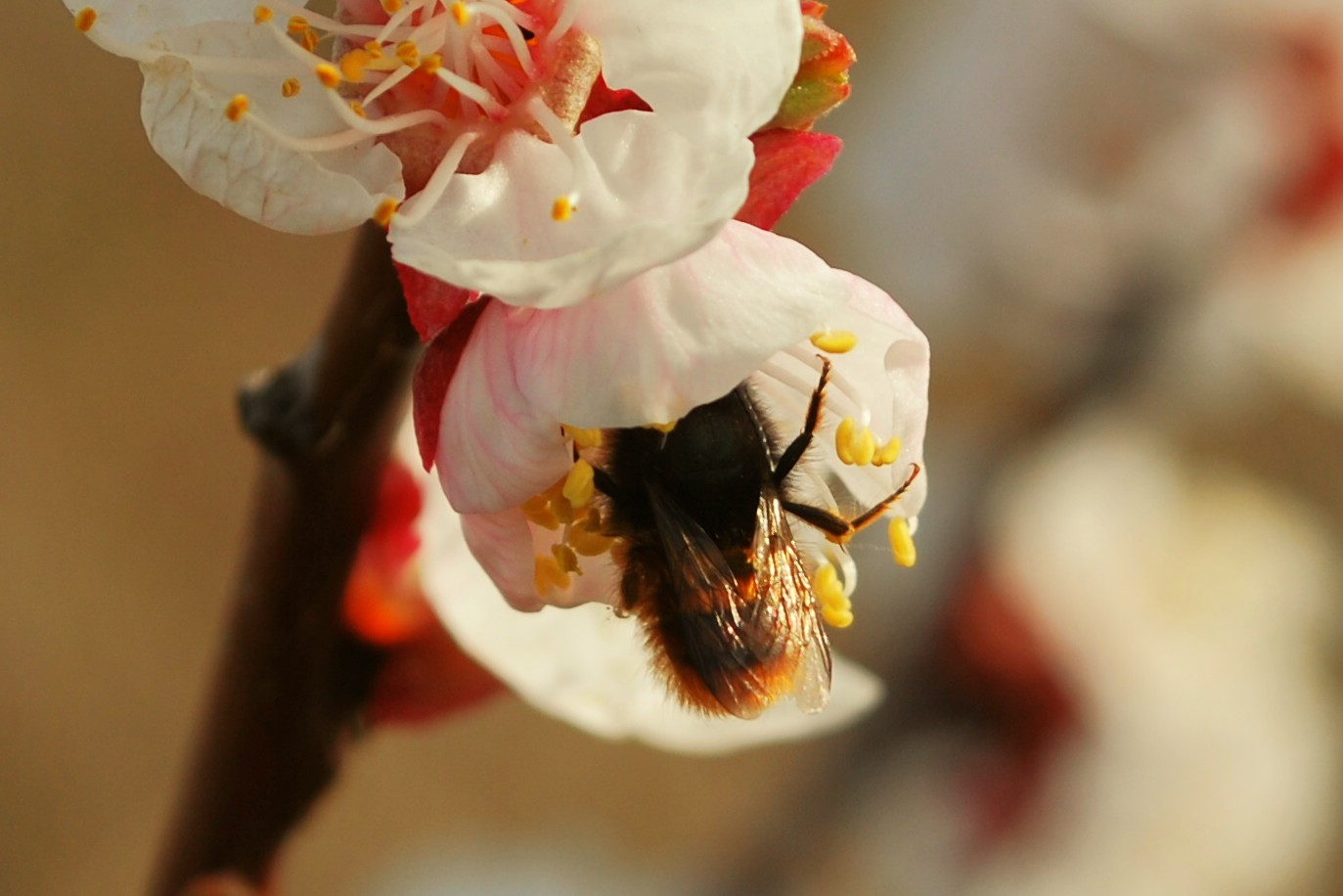 ...auch die Hummel-Brummel erfreut sich am Frühling!!!