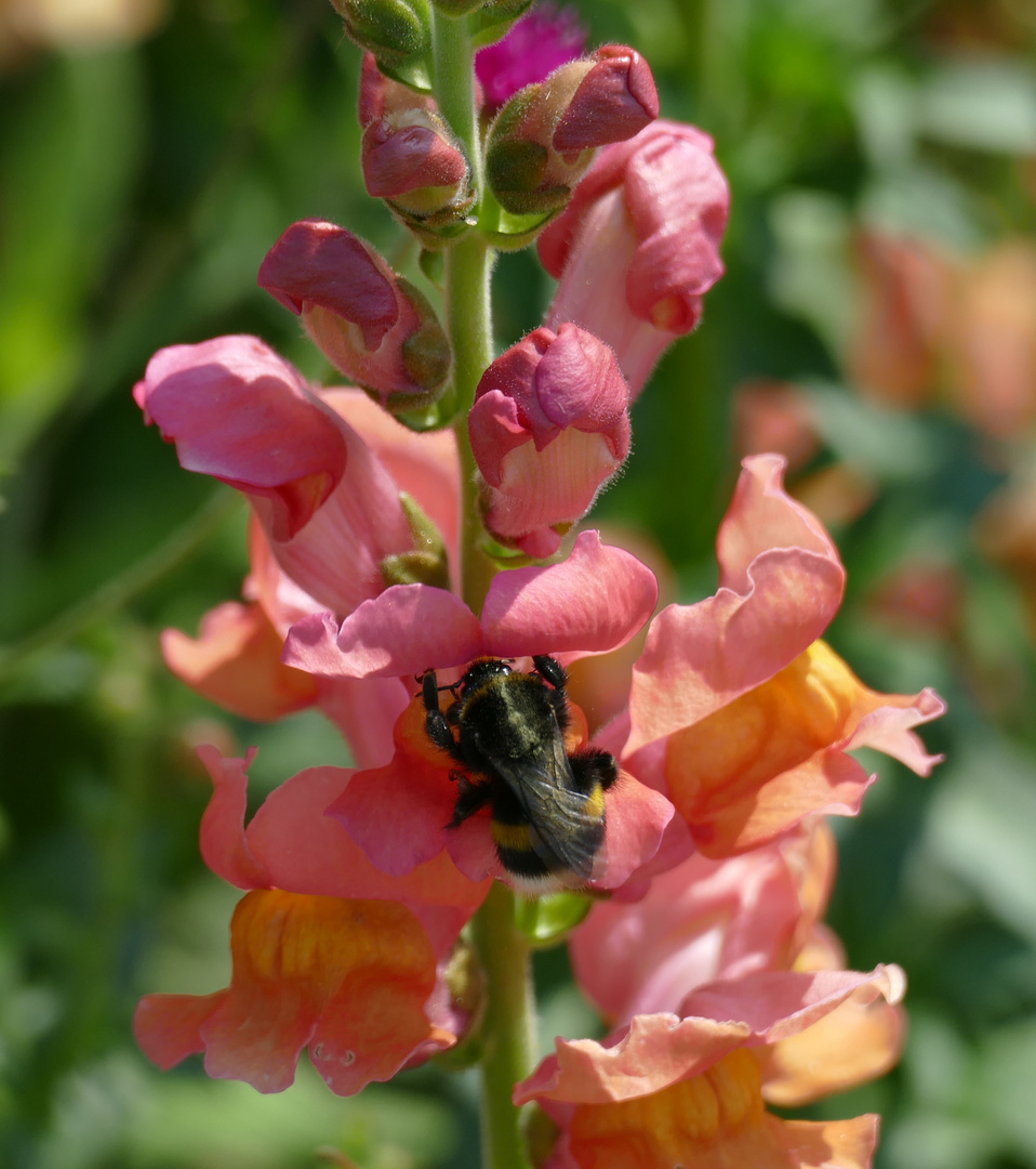 Auch die Hummel ist wie ne Hummel auf Pollen