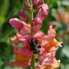 Auch die Hummel ist wie ne Hummel auf Pollen