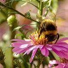 Auch die Hummel mag unseren Garten