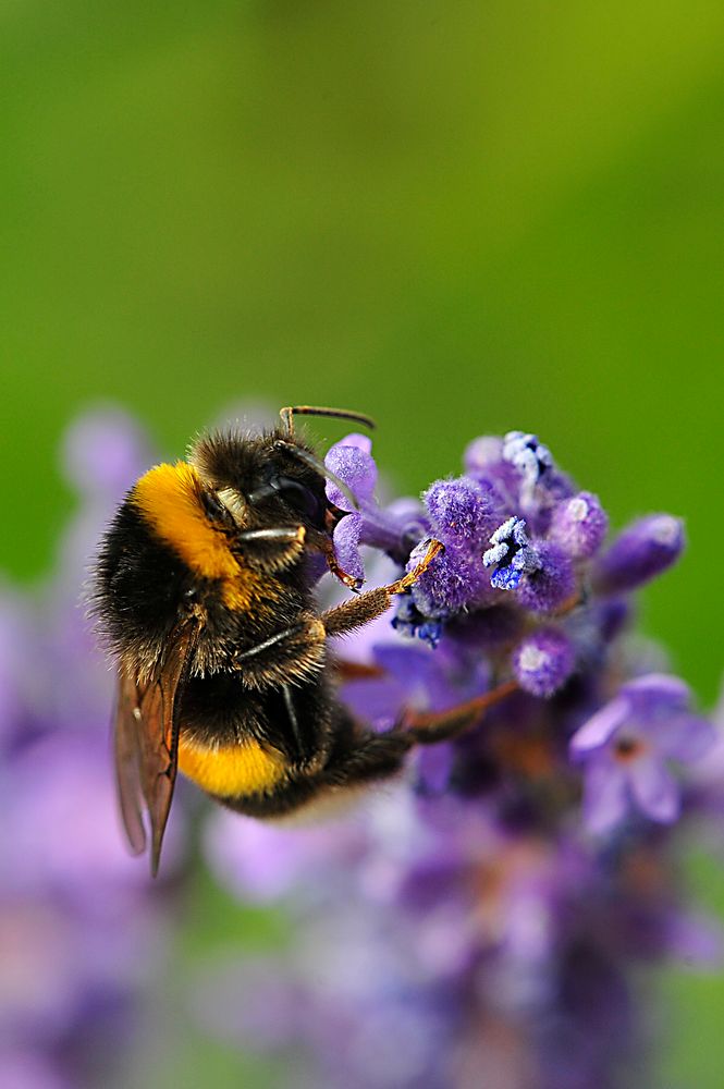 Auch die Hummeln lieben die kleinen Lavendelblüten