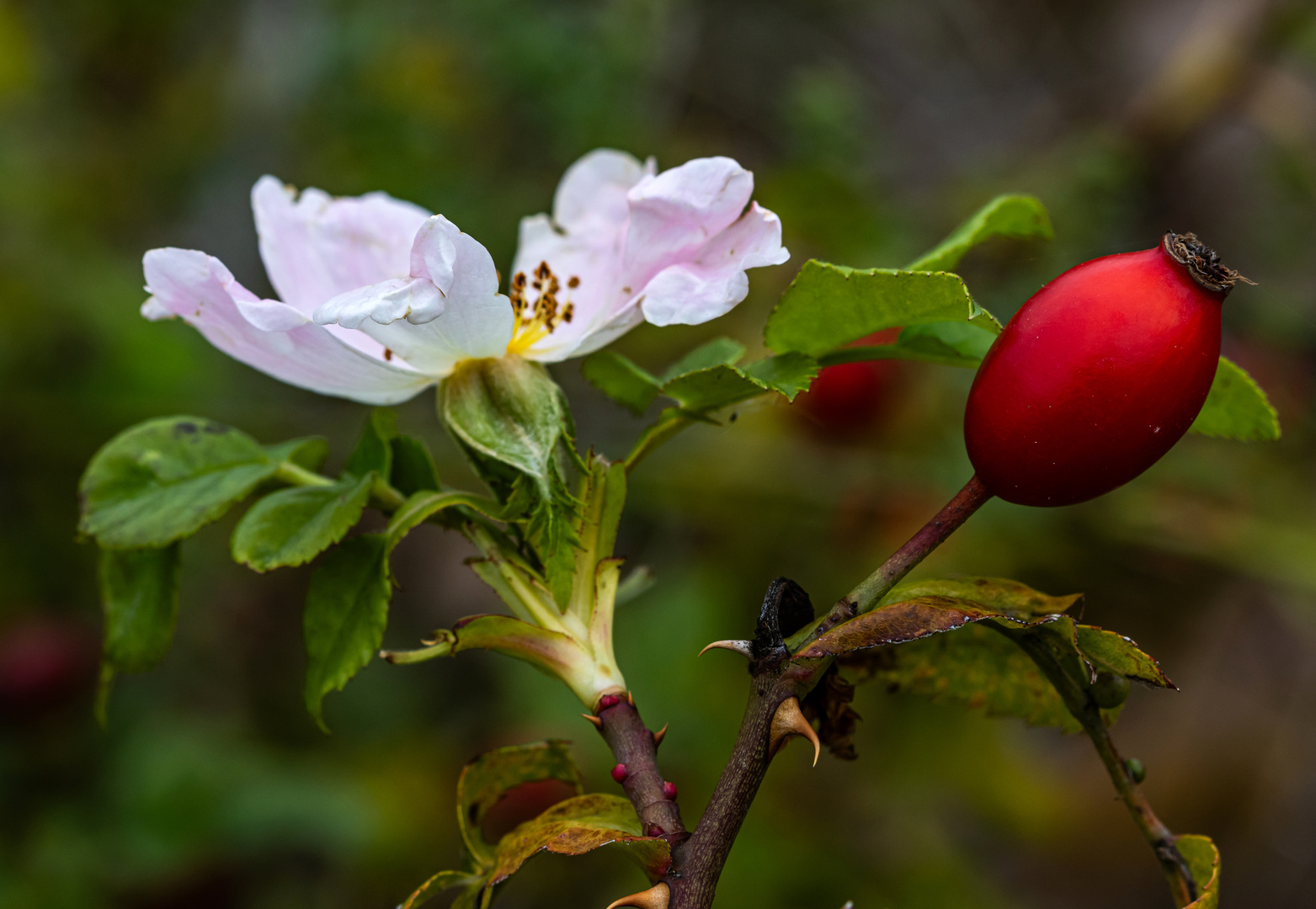 Auch die Hundsrose