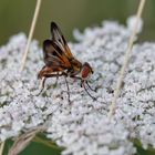 Auch die Insekten ...