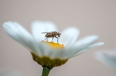 Auch die Insekten nutzen die heutige Regenpause...