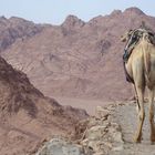 Auch die Kamele genießen den Ausblick