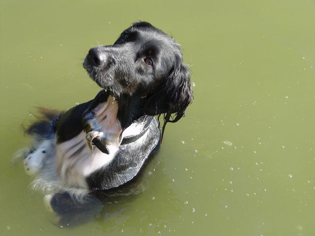 auch die kann Männchen machen im Wasser ....