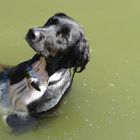 auch die kann Männchen machen im Wasser ....