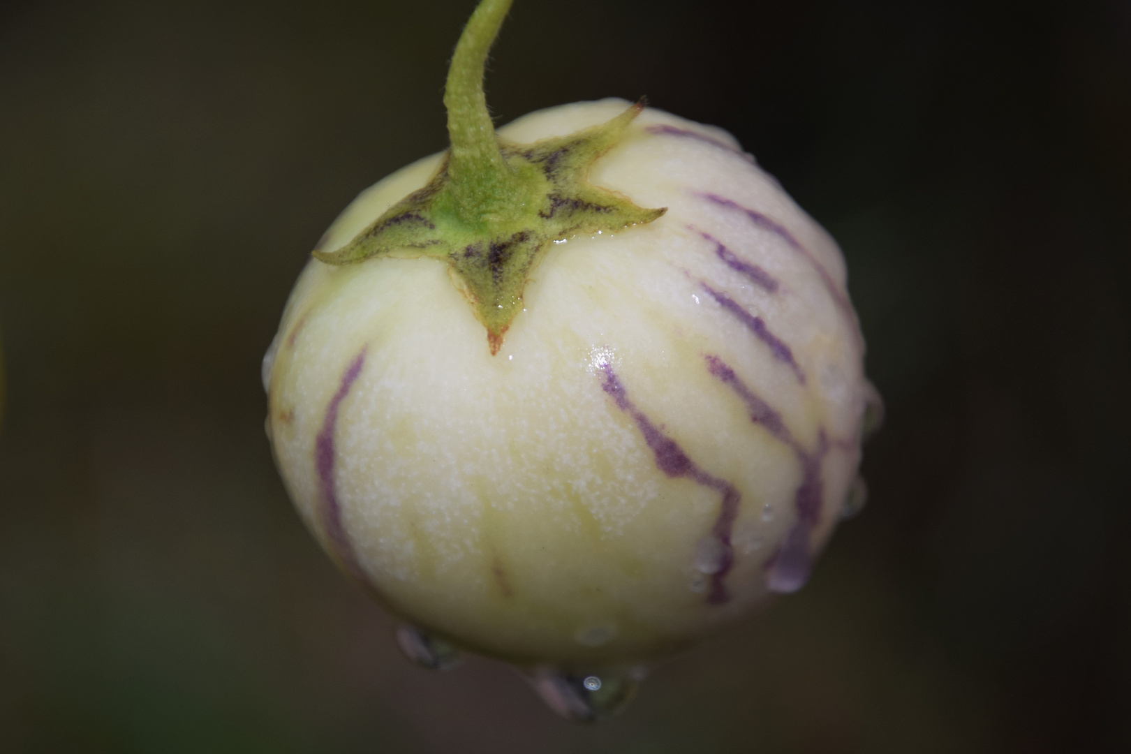 Auch die kleine Zwergmelone .......