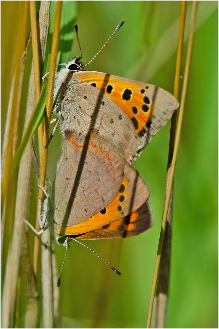 Auch die Kleinen Feuerfalter (Lycaena phlaeas) . . .