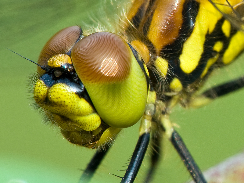 Auch die Kleinen haben Gesichter