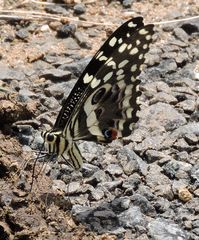 Auch die kleinen insekten gab es reichlich ; Schmetterling auf Dung .