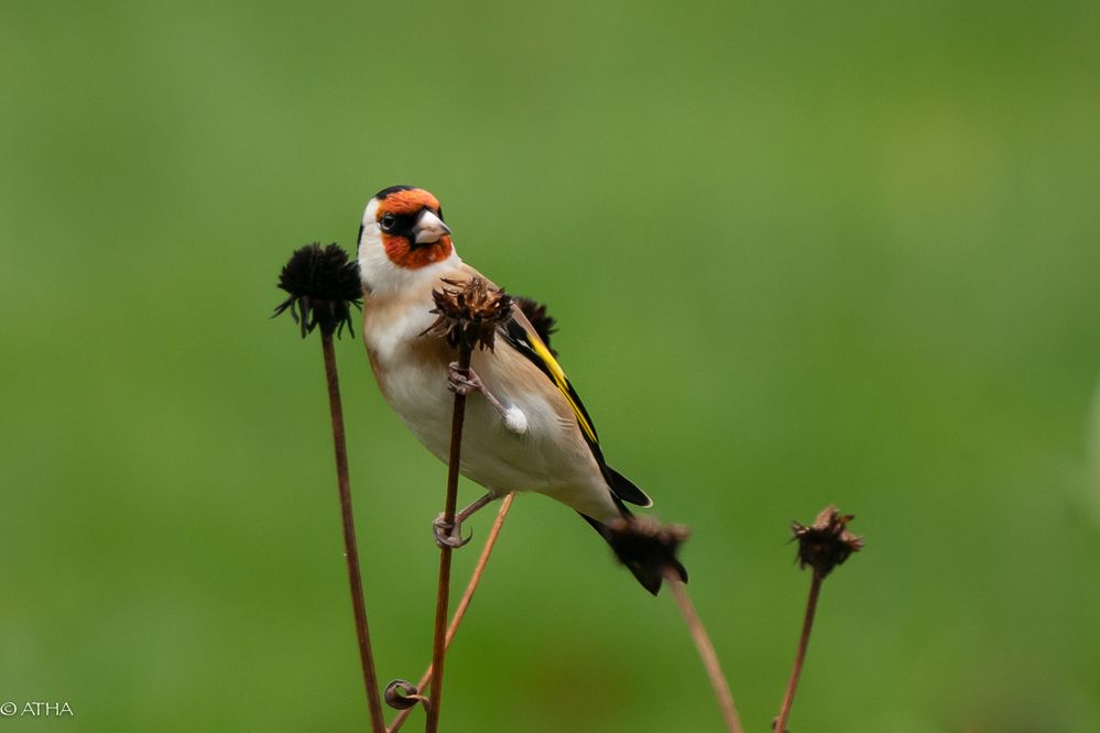 auch die kleinen Samen sind lecker