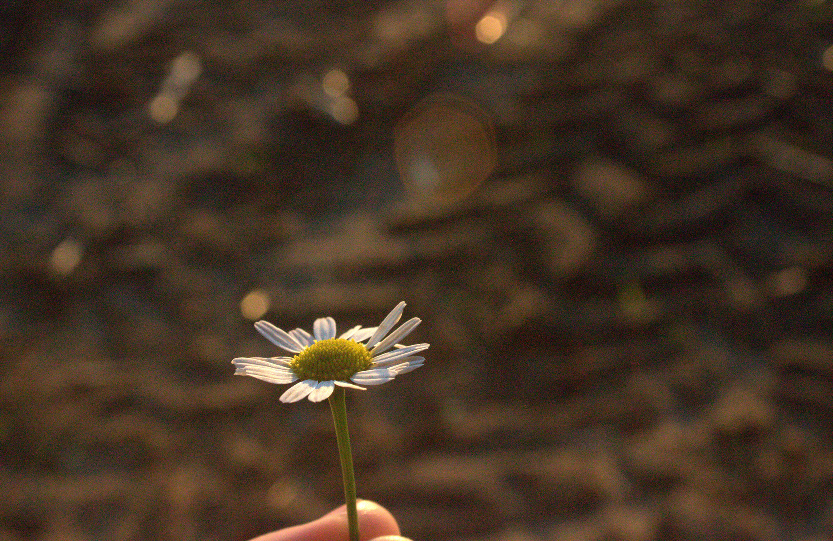 auch die kleinste blume kann große freude bereiten