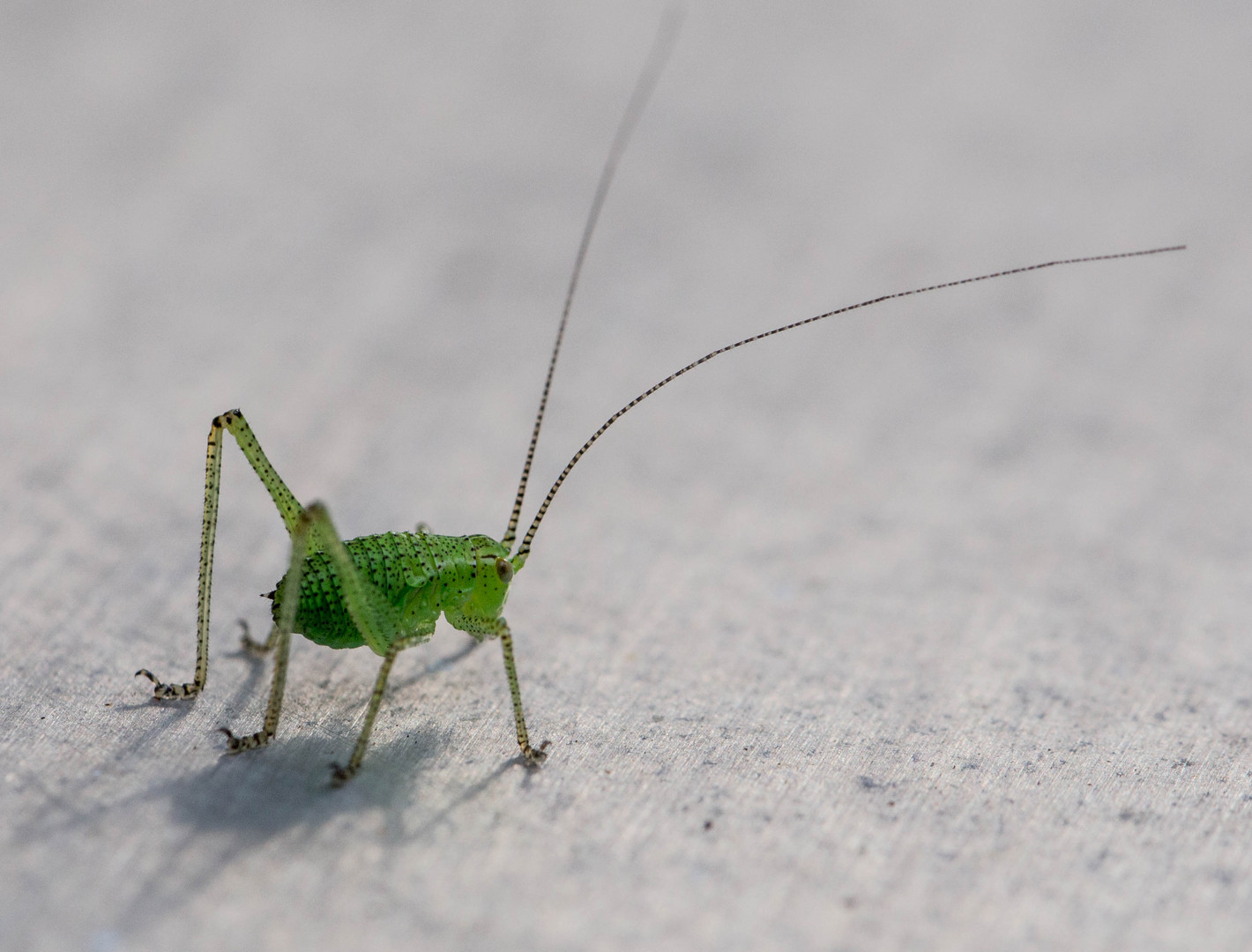 Auch die Kleinsten werfen Schatten