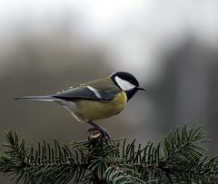 Auch die Kohlmeise bevorzugt die Rund um Sicht.