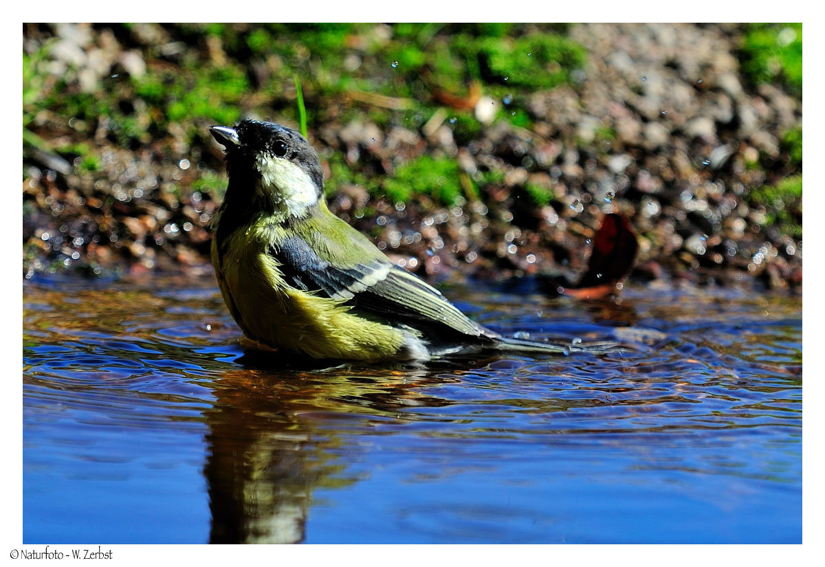 + Auch die Kohlmeise geht im Winter baden ! + ( Parus major )