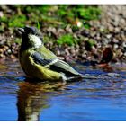 + Auch die Kohlmeise geht im Winter baden ! + ( Parus major )