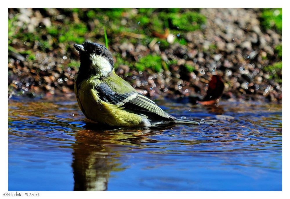 + Auch die Kohlmeise geht im Winter baden ! + ( Parus major )