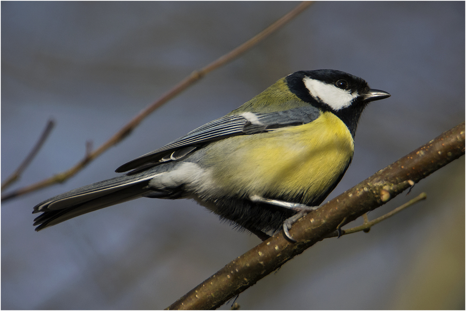 Auch die Kohlmeisen  (Parus major) sind . . .