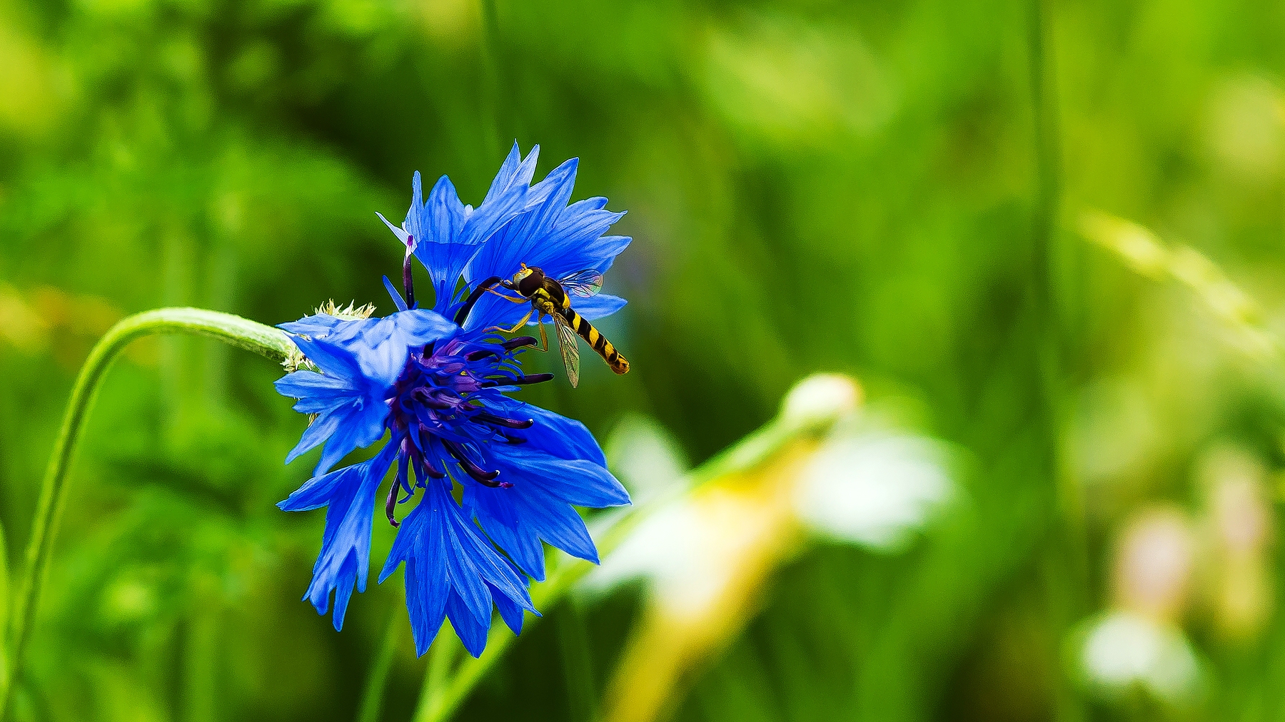 Auch die Kornblumen sind wieder öfters zu finden