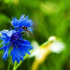 Auch die Kornblumen sind wieder öfters zu finden