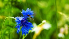 Auch die Kornblumen sind wieder öfters zu finden