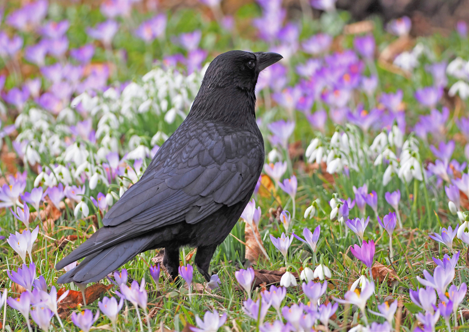 Auch die Krähen lieben den Vorfrühling