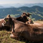 Auch die Kühe geniessen die Aussicht