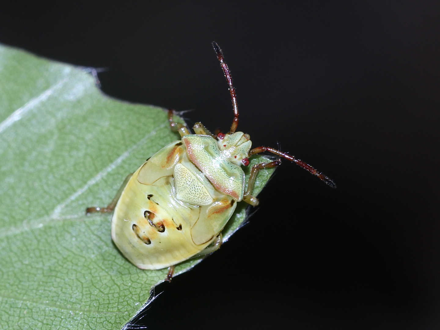 Auch die Larve der Bunten Blattwanze (Elasmostethus interstinctus) ...