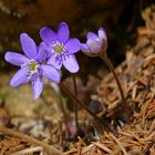 auch die Leberblümchen kommen schon