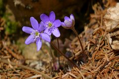 auch die Leberblümchen kommen schon