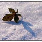 Auch die letzten Blätter fallen nun