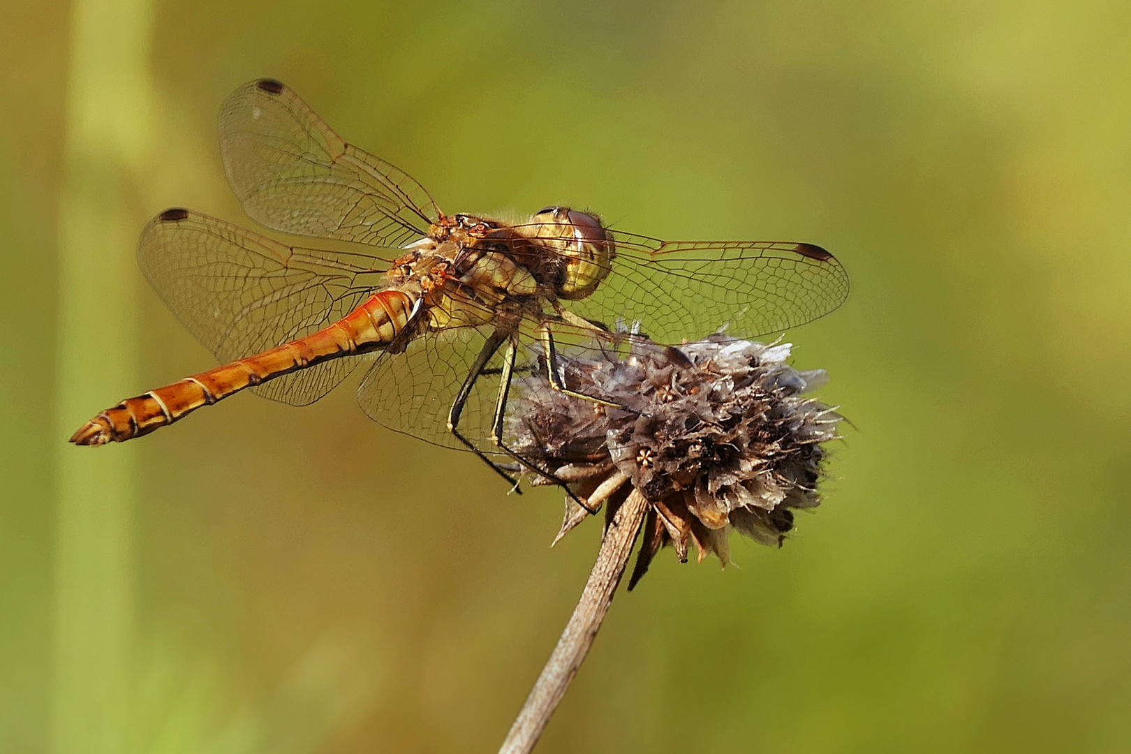 Auch die Libelle hat 