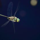 Auch die Libellen genießen das schöne Wetter mit ihren Rundflügen