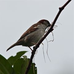 Auch die Männchen des Haussperlings helfen beim Nestbau . . .