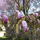 Auch die Magnolien...