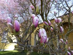 Auch die Magnolien...