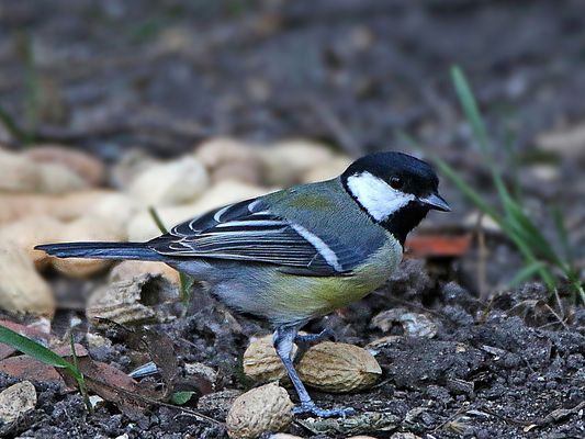 auch die Meisen mögen sie