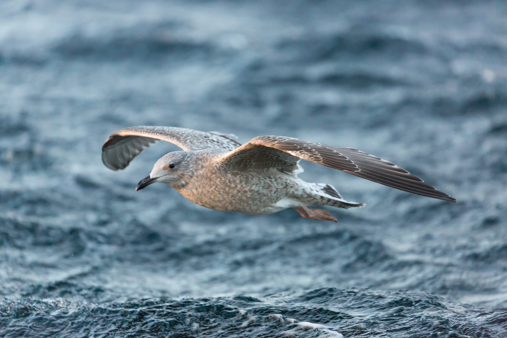 Auch die Möwe Fliegt ins Wochenende 