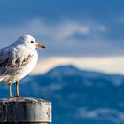 Auch die Möwe genießt den Blick in die Alpen 