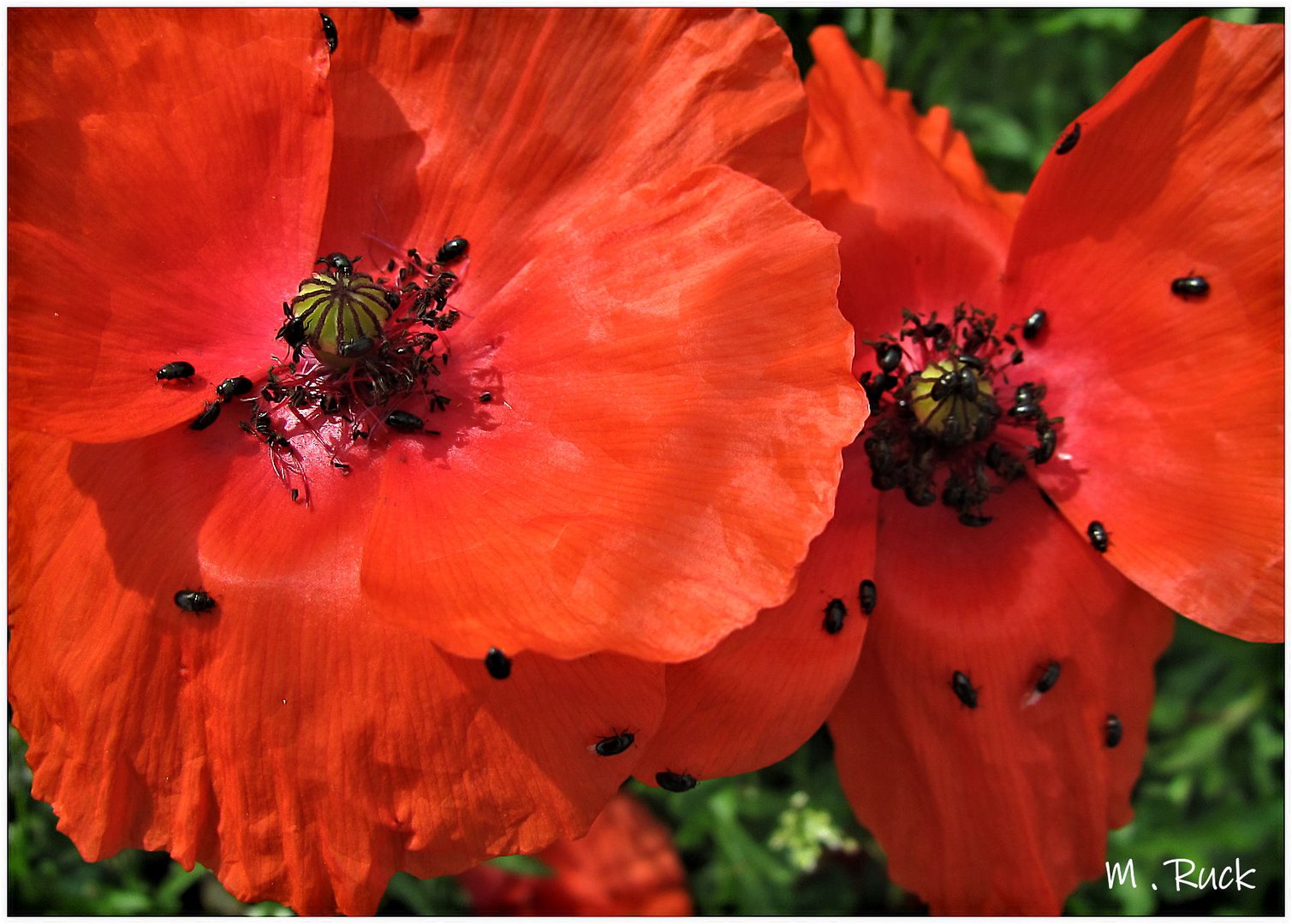 Auch die Mohnblüten ,