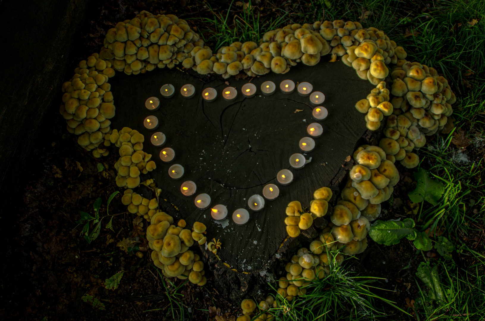 Auch die Natur hat ein Herz...... Foto & Bild pflanzen, pilze