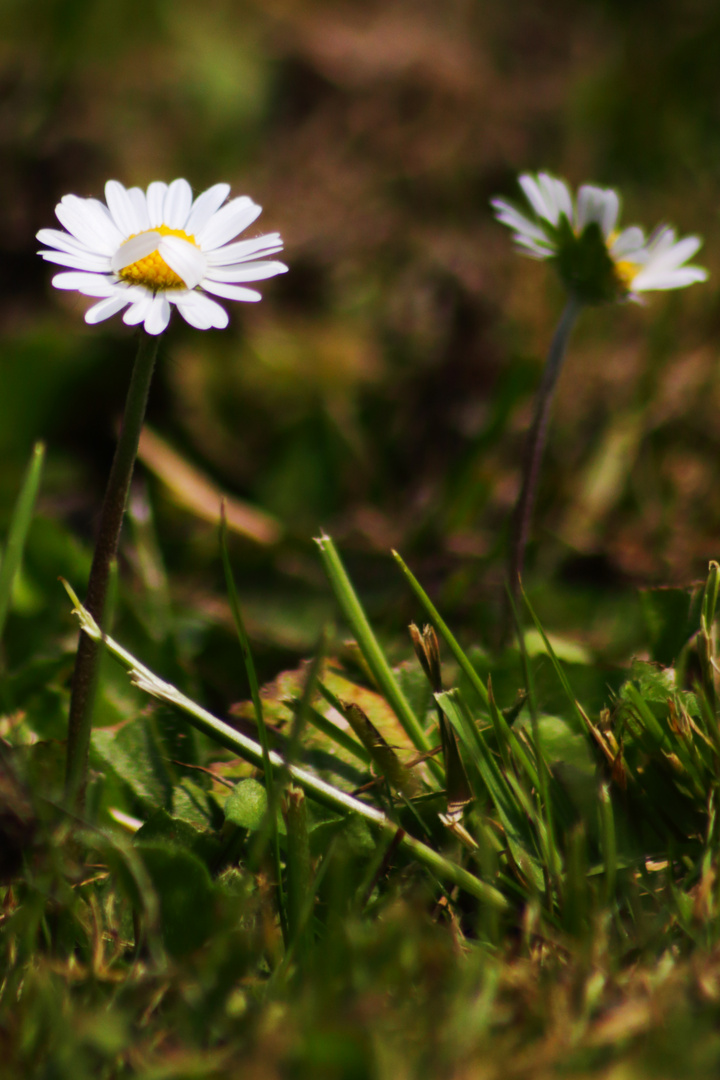 Auch die Natur spielt verstecken!