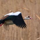 Auch die Nilgans...