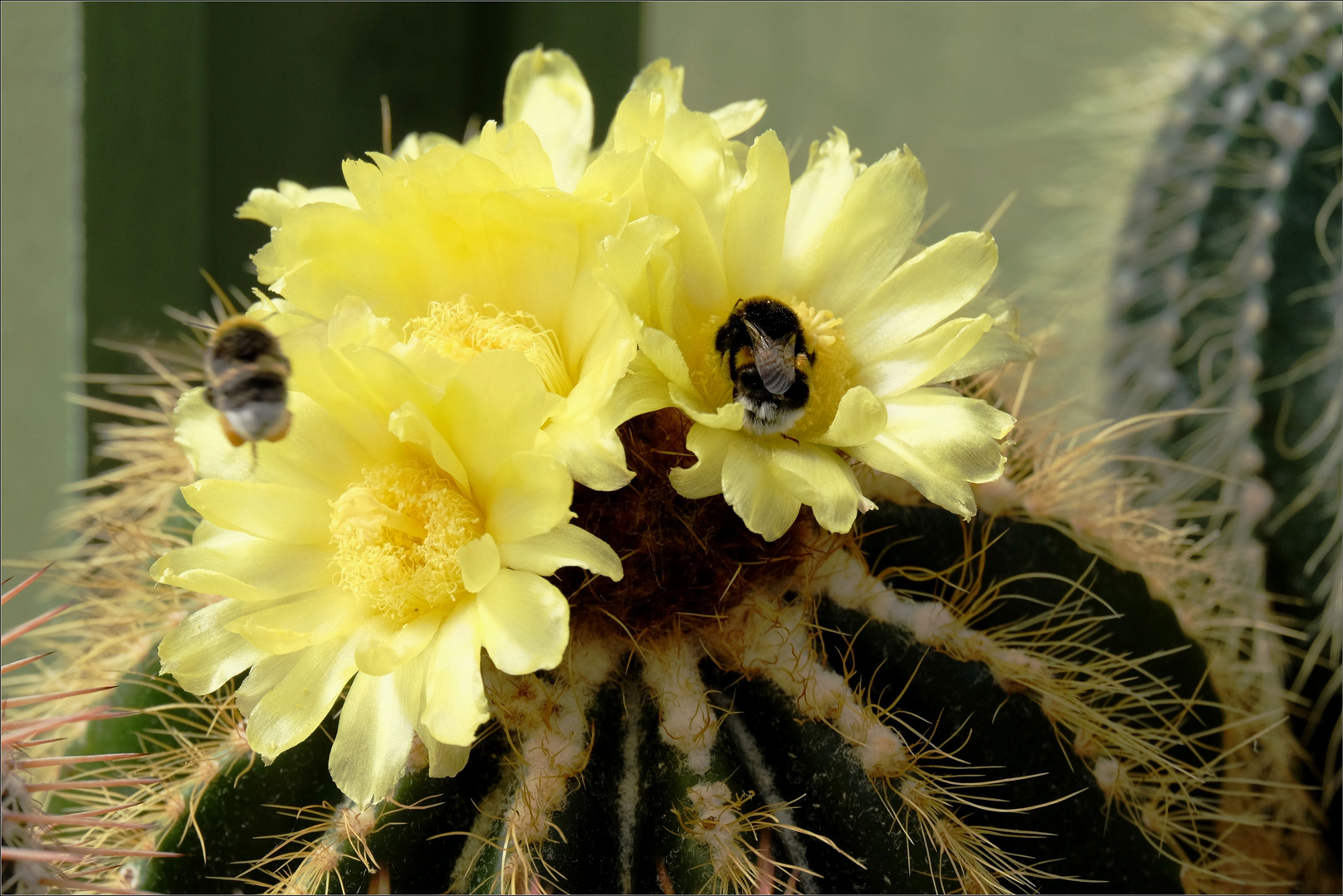 ..auch die Notocactus-Blüten..