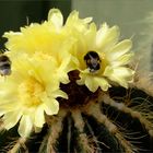 ..auch die Notocactus-Blüten..