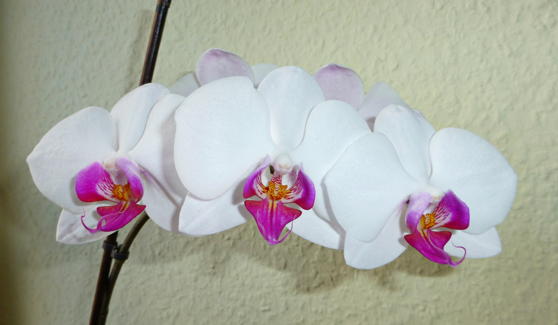 Auch die Orchideenblüten wachsen uns immer wieder zur Freude